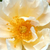 Biela - Starých ruži - Goldfinch